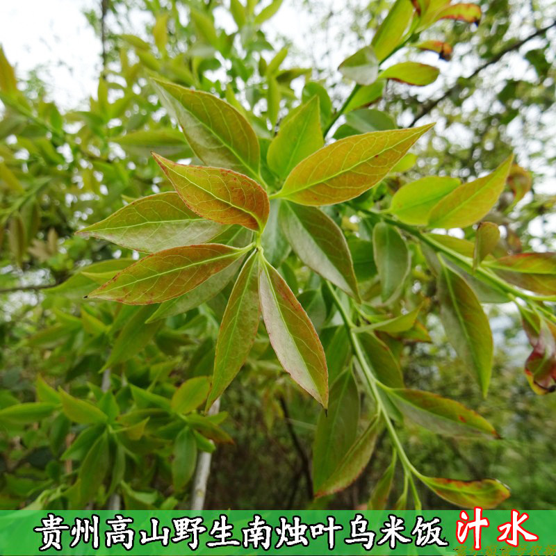 黑米饭汁水嫩叶新鲜现摘乌米饭叶贵州野生南烛叶黑饭叶汁水花卉草