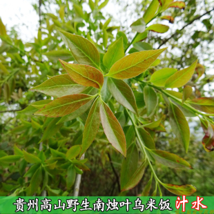 黑米饭汁水嫩叶新鲜现摘乌米饭叶贵州野生南烛叶黑饭叶汁水花卉草