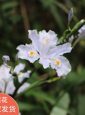 阳台室内绿植鸢尾花扁竹兰好种