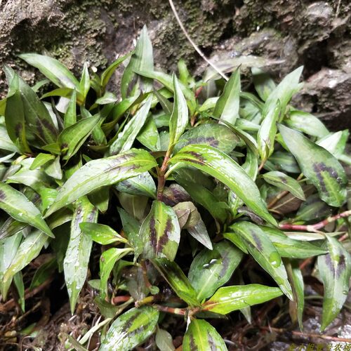 贵州香柳根鱼廖带根香料