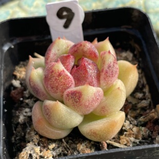 无肉不欢 金蝉子 一物一拍 多肉植物 0123更新