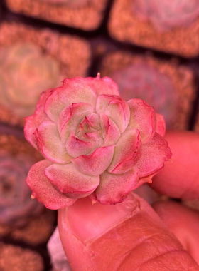 无肉不欢 水晶虾饺正版保证品种 一物一拍 多肉植物 0410更新