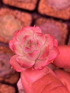 多肉植物 无肉不欢 一物一拍 保证品种 0325更新 水晶虾饺正版