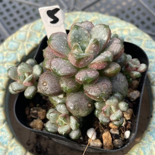 无肉不欢 葡萄 一物一拍 多肉植物 0827更新