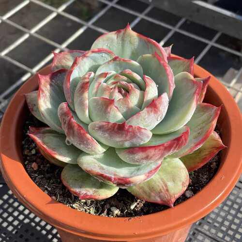 无肉不欢 惊鸿仙子 3年生老桩 一物一拍 多肉植物 0812更新