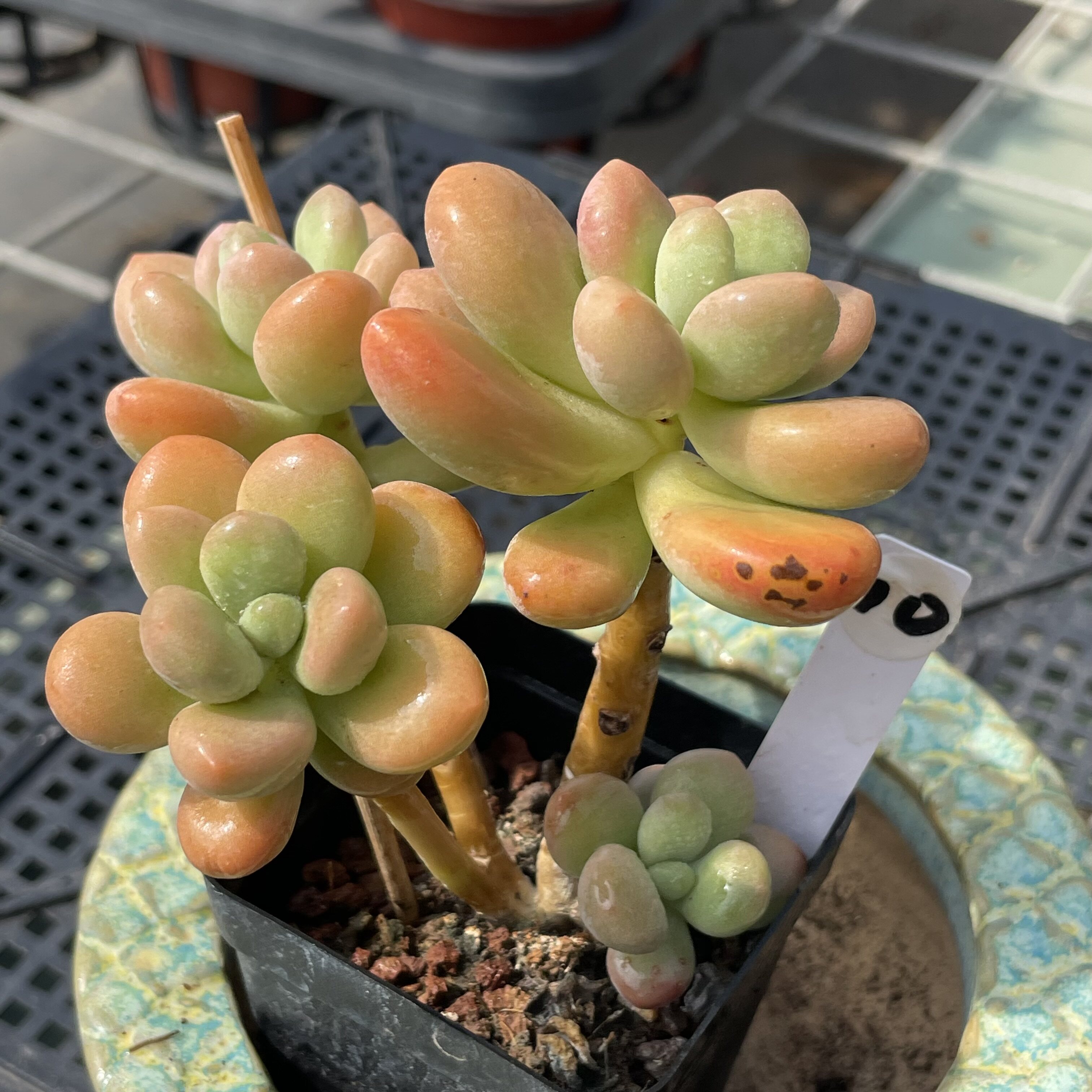 无肉不欢 青提美人 一物一拍 多肉植物 0313更新