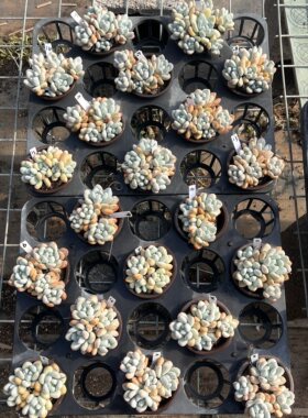 无肉不欢 香水3年生自然群生 一物一拍 多肉植物 0602更新