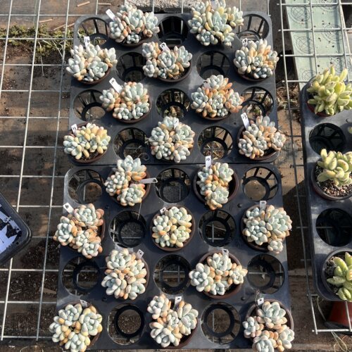 无肉不欢 香水3年生自然群生 一物一拍 多肉植物 0602更新