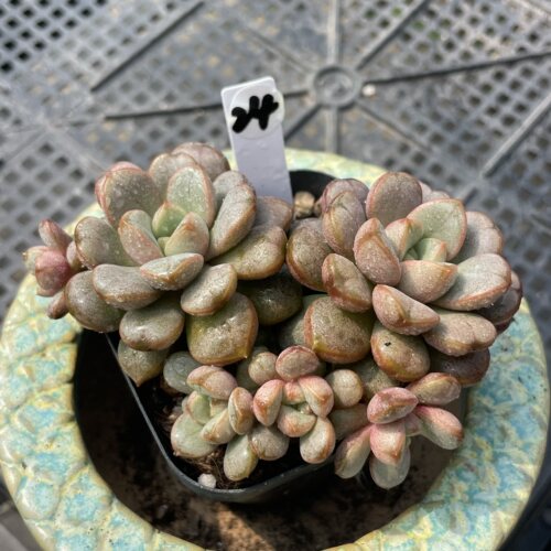 无肉不欢 葡萄 一物一拍 多肉植物 0929更新