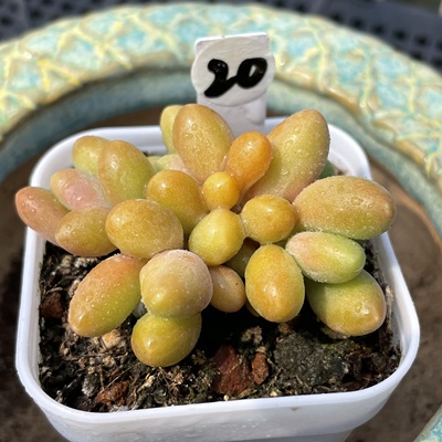 无肉不含 芒果奶酪 一物一拍 多肉植物 1114更新