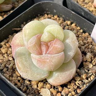 多肉植物 一物一拍 0325更新 冰玉石化锦 无肉不欢