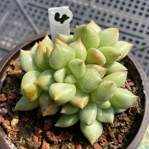 无肉不欢象牙多肉植物