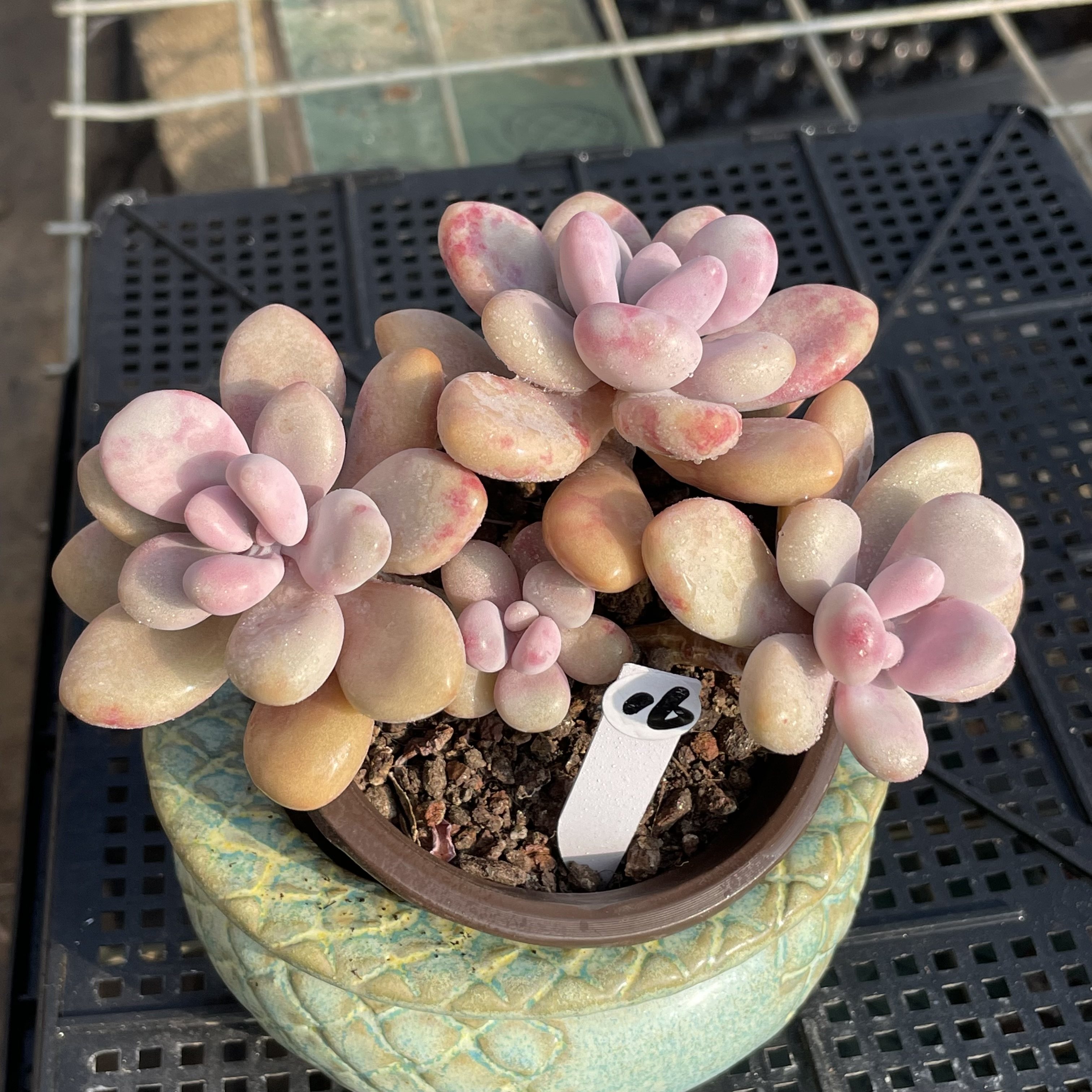 无肉不欢 桃之卵桃蛋 一物一拍 多肉植物 0121更新,鲜花速递/花卉仿真/绿植园艺,多肉植物,淘宝优惠券,粉丝福利购,淘宝优惠卷