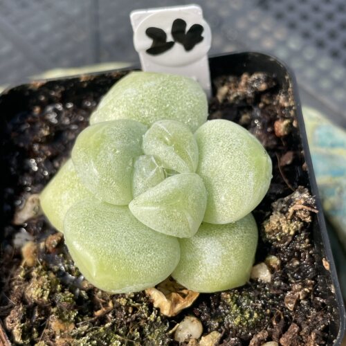 无肉不欢 冰玉石化锦小苗 一物一拍 多肉植物 0827更新