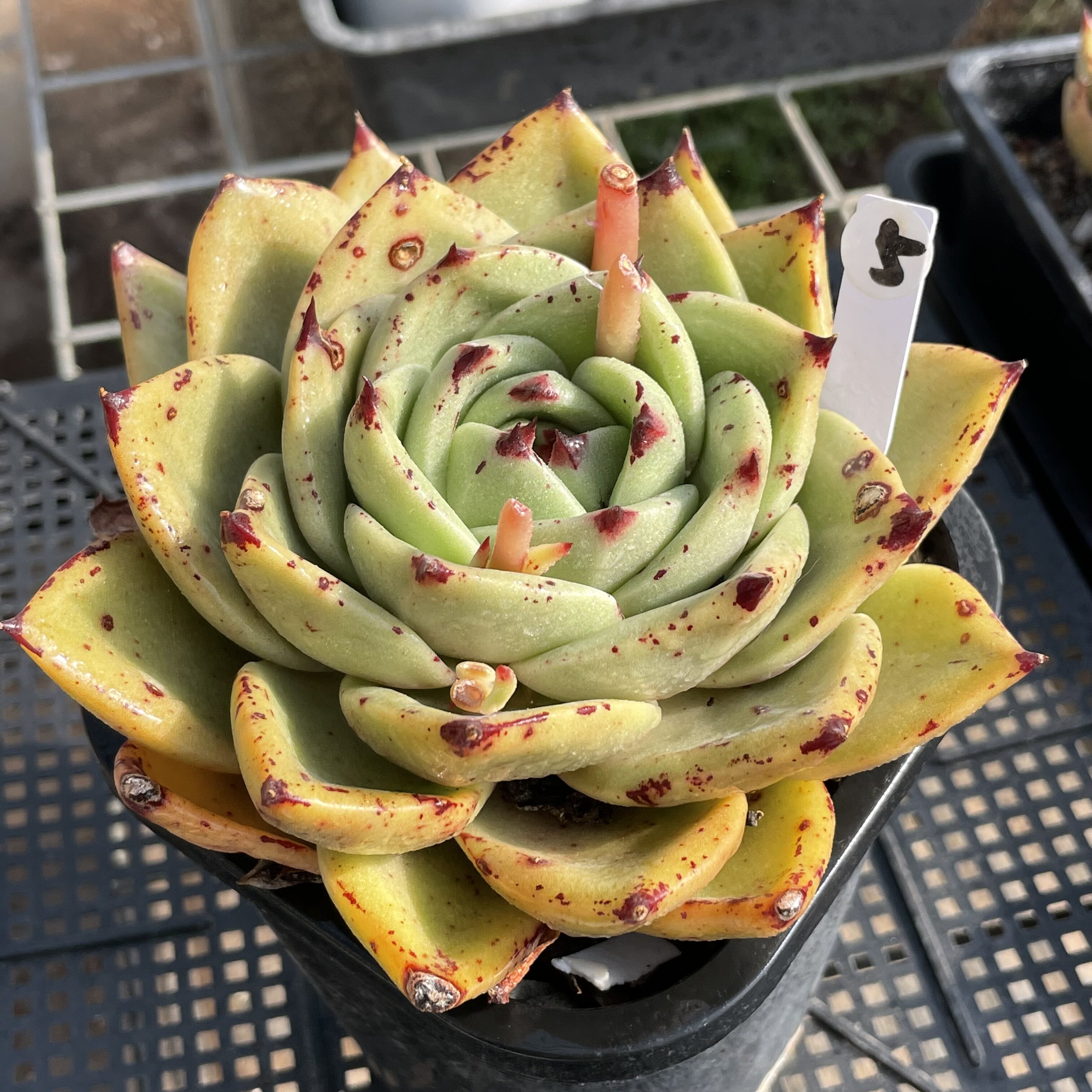 无肉不欢 檀汁诺娃乌木剑斯诺娃杂交 一物一拍 多肉植物 0125更新