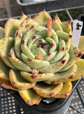 无肉不欢 檀汁诺娃乌木剑斯诺娃杂交 一物一拍 多肉植物 0125更新