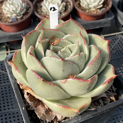 无肉不欢 派大星 一物一拍 多肉植物 0124更新