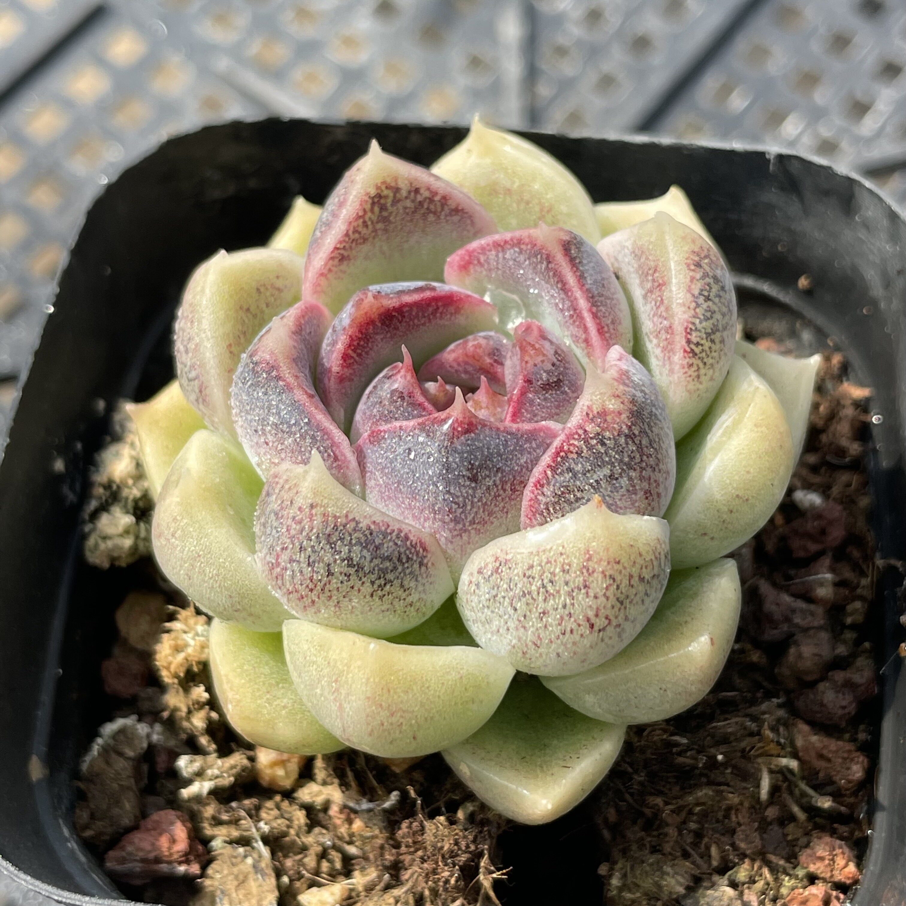 无肉不欢 蓝莓甜心 一物一拍 多肉植物 0313更新