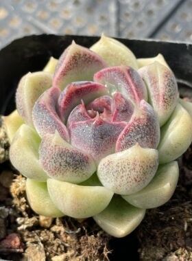 无肉不欢 蓝莓甜心 一物一拍 多肉植物 0313更新