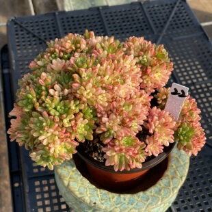 无肉不欢 小人祭锦 一物一拍 多肉植物 0423更新