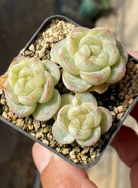 无肉不欢爱斯贝瑞多肉植物贵货
