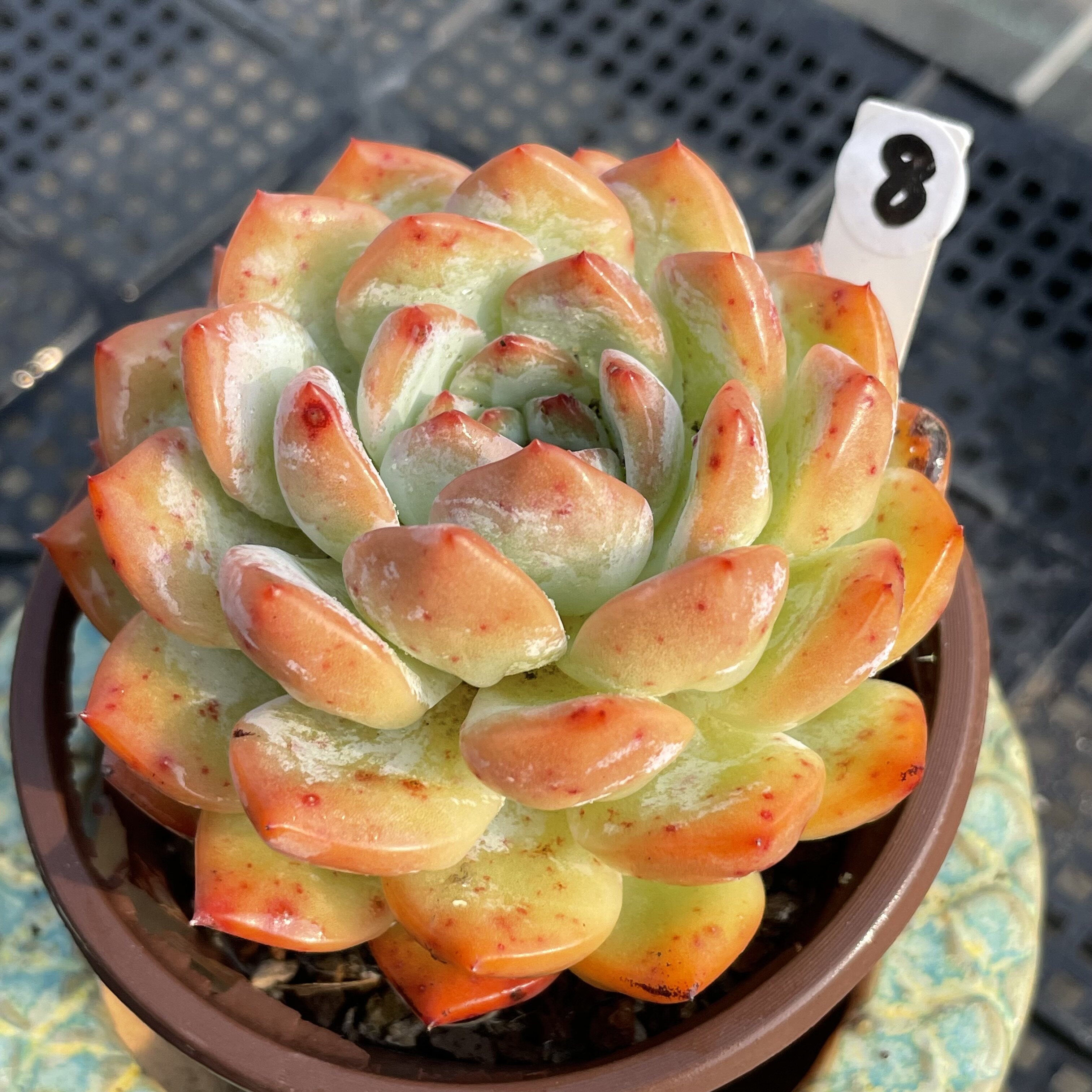 无肉不欢 红袖 一物一拍 多肉植物 0821更新