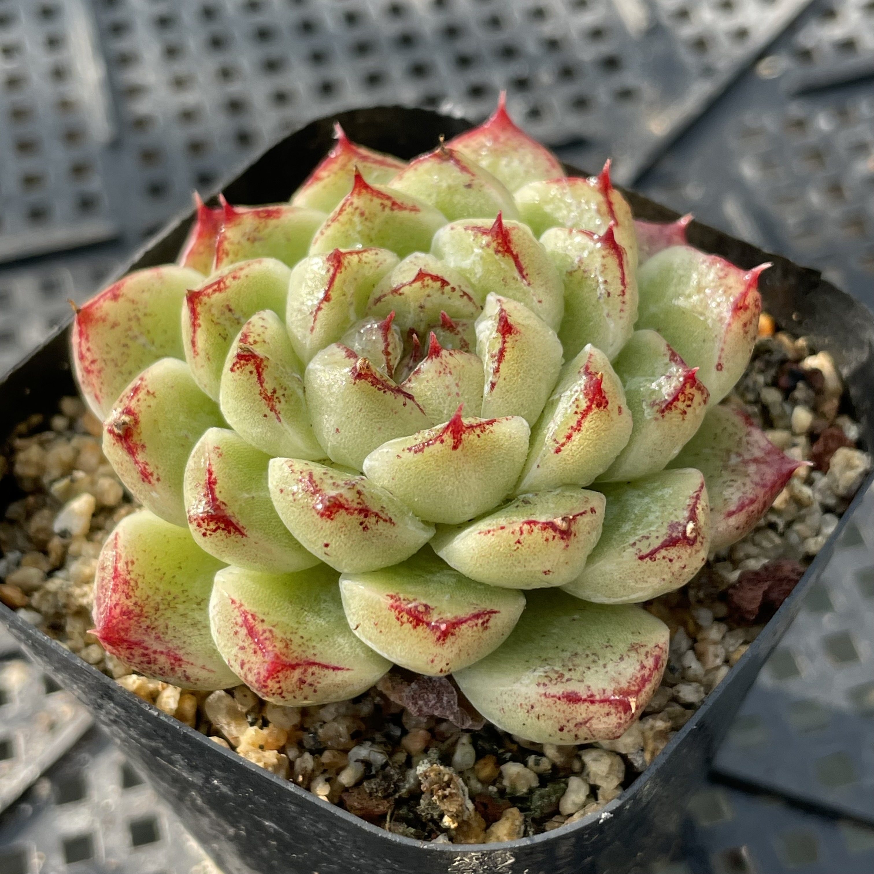 无肉不欢 赤水晶  一物一拍 多肉植物 0122更新,鲜花速递/花卉仿真/绿植园艺,多肉植物,淘宝优惠券,粉丝福利购,淘宝优惠卷