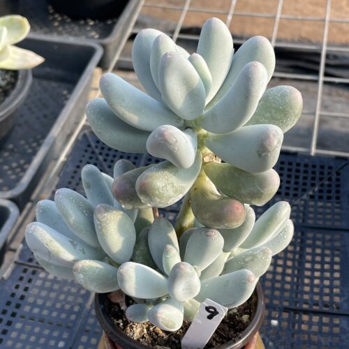 无肉不欢 米可奶酪老桩 一物一拍 多肉植物 1003更新