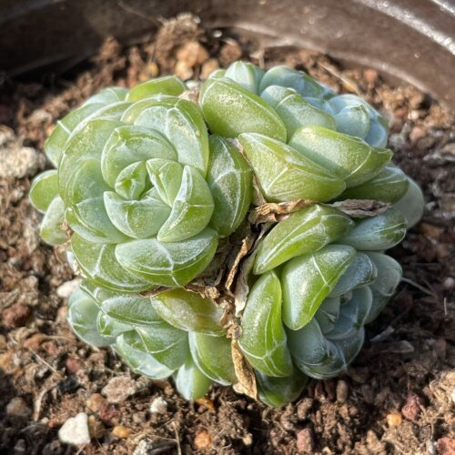 无肉不欢冰娃娃不是冰玉多肉植物