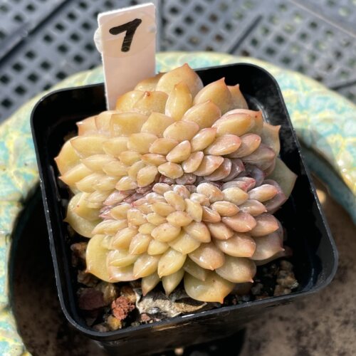 无肉不欢 糖心缀化 一物一拍 多肉植物 0326更新