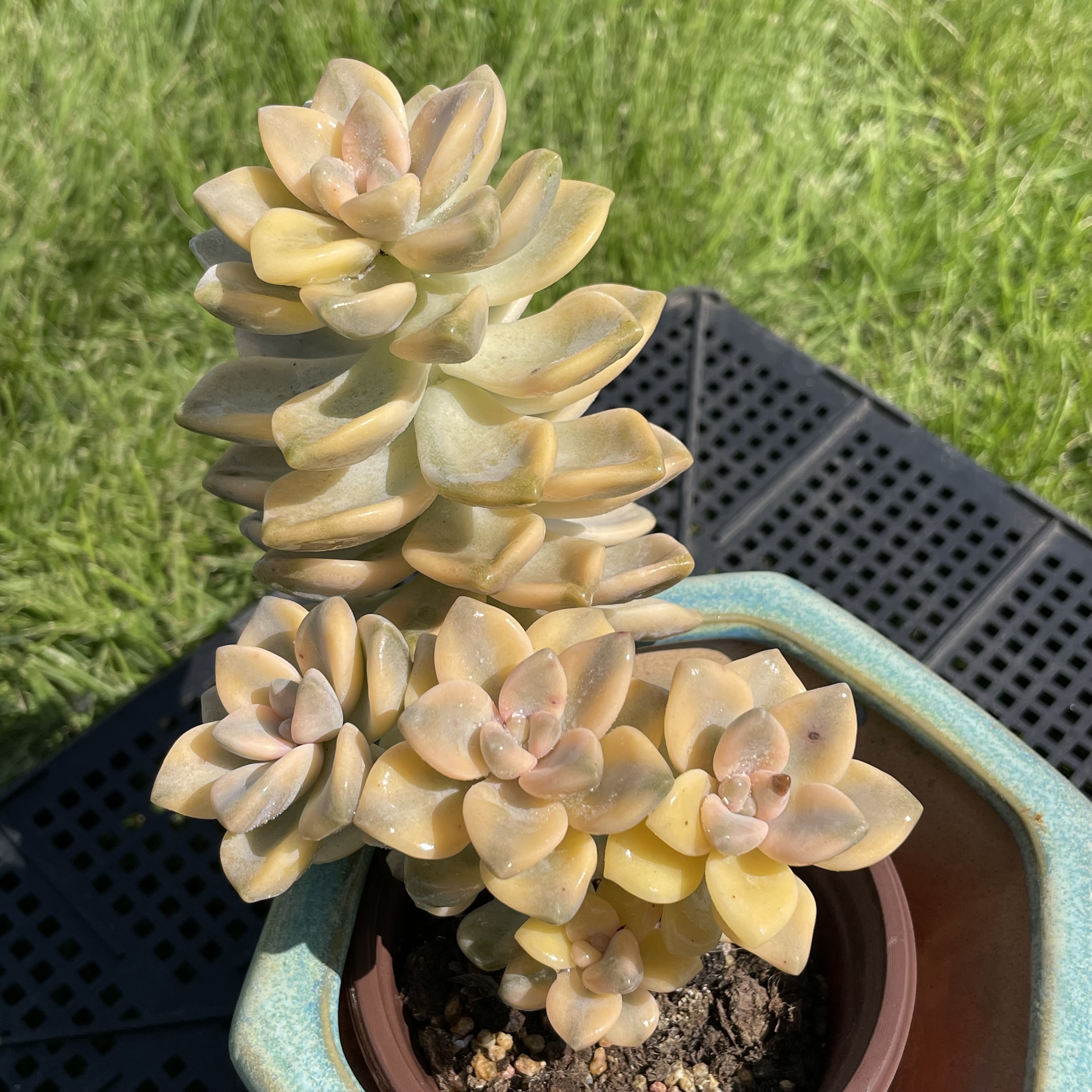 无肉不欢 美杏锦 一物一拍 多肉植物 1013更新