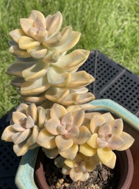 无肉不欢 美杏锦 一物一拍 多肉植物 0311更新