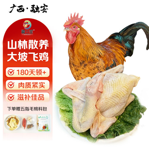 融安大坡飞鸡散养土鸡炖汤优选