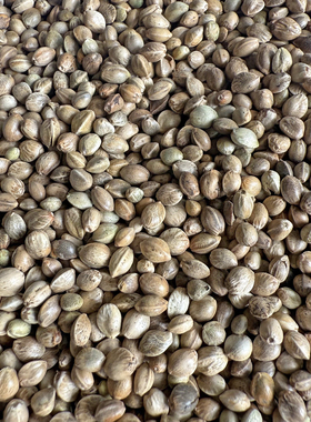 麻子 麻籽 火麻仁 鹦鹉鸟食鸟粮饲料仓鼠粮鸽粮 小太阳和尚线麻子