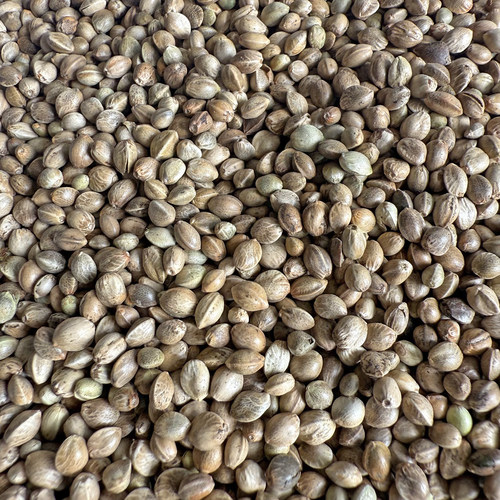 麻子 麻籽 火麻仁 鹦鹉鸟食鸟粮饲料纸壳麻子鸽粮 小太阳和尚麻子