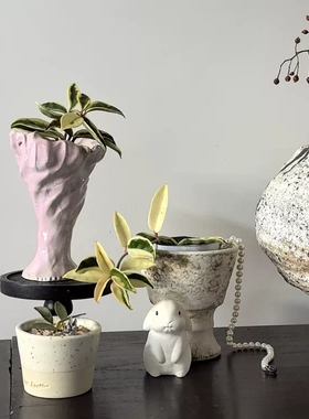 克林克外锦球兰 (Hoya Carnosa SSP. Krinkle 8 Albomarginata）