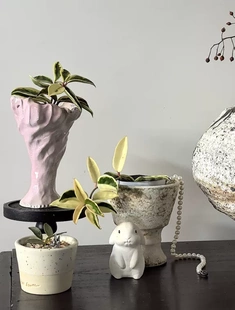 克林克外锦球兰 (Hoya Carnosa SSP. Krinkle 8 Albomarginata）