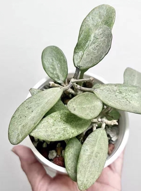 玉女球兰 (Hoya Silver Lady) 全银斑室内花卉阳台植物美叶