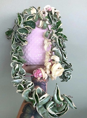 卷叶外锦球兰 (Hoya Compacta Albomarginata) 色彩感强易发色