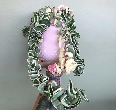 卷叶外锦球兰 (Hoya Compacta Albomarginata) 色彩感强易发色