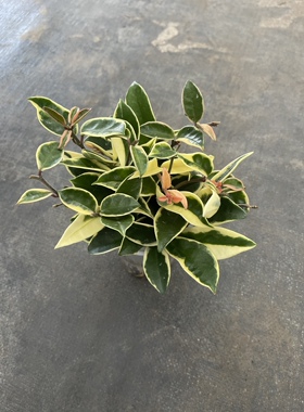 雪球外锦球兰  hoya snowball albomarginata 室内盆栽绿植花卉