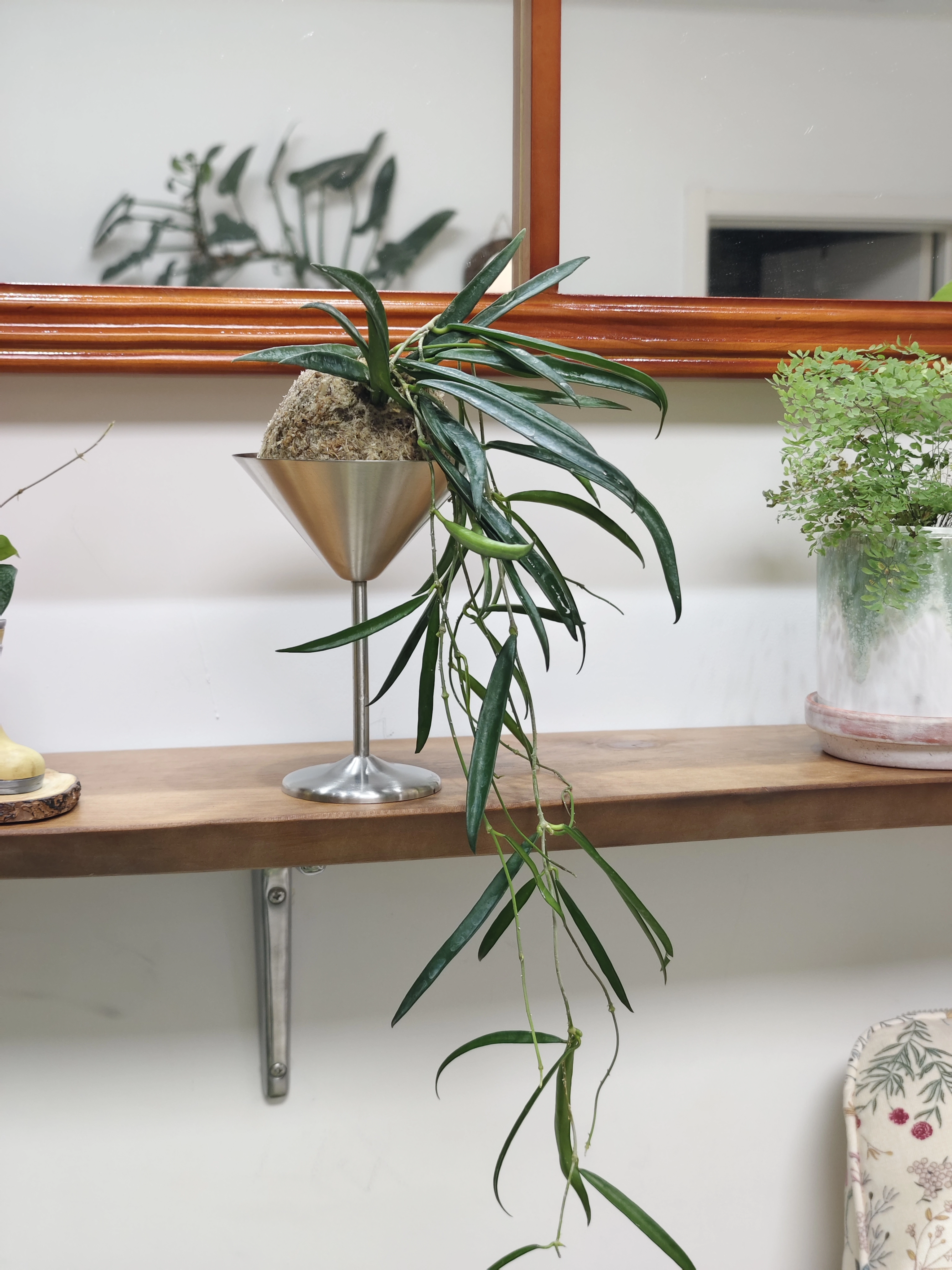 球兰卷外球兰 匍匐内锦 球兰板植 家居植物软装绿植 球兰球  好养