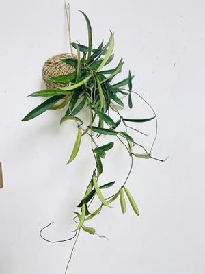 垂挂水苔球球兰丝苇鱼骨植物室内好养活耐干旱克林顿贝尔休外藏白