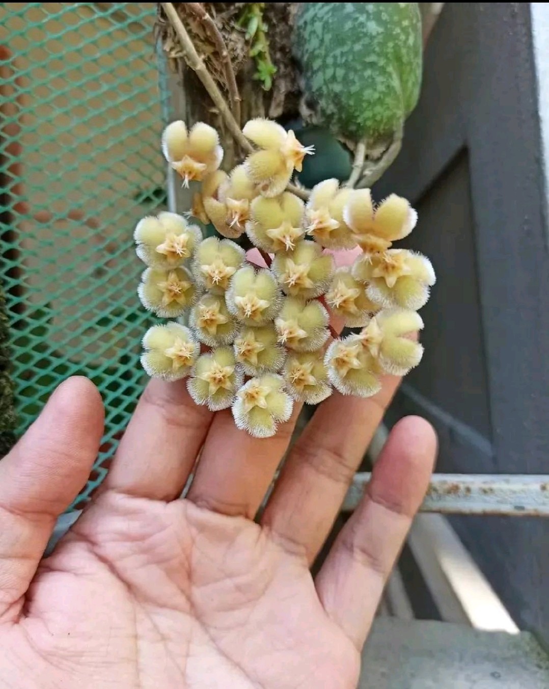 龟壳球兰耐热品种hoya imbricate maxima red corona