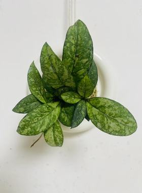 粗柄（亥奎）球兰Hoya crassipetiolata splash盆栽花卉绿植室内