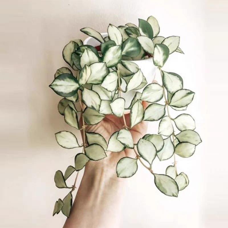 休斯科尔内锦球兰 hoya heuschkelianavariegated