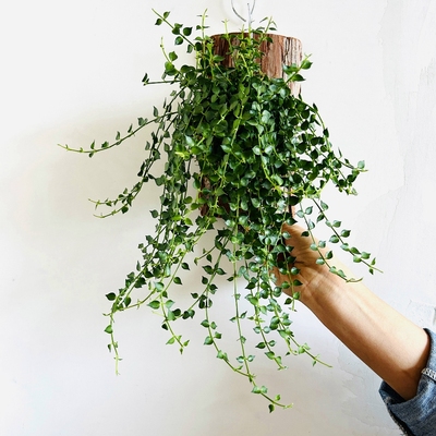 板植百万心绿植可垂吊壁挂墙盆栽