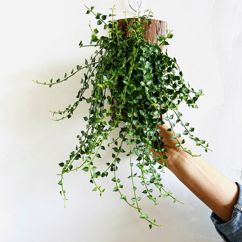 板植百万心绿植可垂吊壁挂墙盆栽