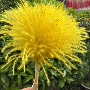 金黄芦苇麦穗干花束开业装饰