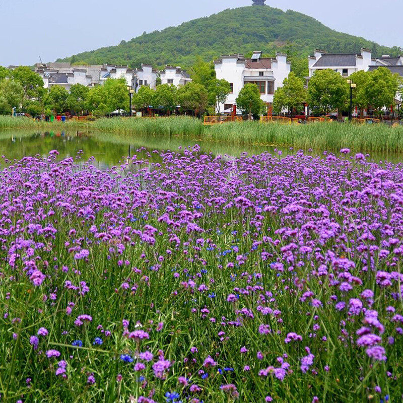 马鞭草种子春季花卉花籽庭院阳台绿化盆栽花海紫色柳叶野花四季易图片